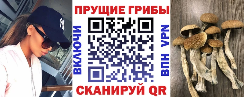 Галлюциногенные грибы Psilocybine cubensis  Ртищево 
